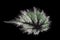 Begonia rex- Silver leaf texture