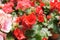 Begonia Roses planted in a plant nursery in Cameron Highland, Malaysia.