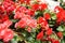 Begonia Roses planted in a plant nursery in Cameron Highland, Malaysia.