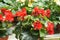 Begonia Roses planted in a plant nursery in Cameron Highland, Malaysia.