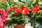 Begonia Roses planted in a plant nursery in Cameron Highland, Malaysia.