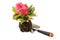 Begonia seedling in soil and garden trowel