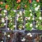 Begonia seedlings blossoming in the flowerpots sold in a garden nursery shop