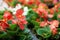 Begonia seedlings blossoming in flowerpots sold in garden nursery shop