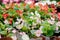 Begonia seedlings blossoming in flowerpots sold in garden nursery shop