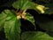 Begonia semiovata plant, small white flowering