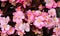 Begonia semperflorens, Begonia