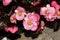 Begonia Semperflorens Cultorum pink