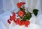 Begonia Solenia flowers on white background.