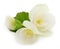 Begonia white flowers