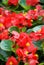 Begonias,semperflorens begonias,in the garden