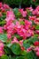 Begonias, semperflorens begonias, in the garden, potted begonia