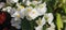 Begonias, Semperflorens begonias, in the garden, well-kept begonias
