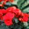 Among begonias, there are annual and perennial grasses, shrubs or semi-shrubs with a creeping or tuberous thickened rhizome,