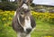 Beguiling Irish donkey in green field with yellow flowers