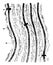 Behavior of the Nodes of Ranvier, vintage illustration