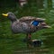 Behavior of wild ducks at a small lake