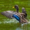 Behavior of wild ducks at a small lake