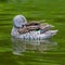 Behavior of wild ducks at a small lake