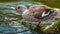 Behavior of wild ducks at a small lake