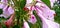 Behaya ipomoea carnea plant and flowers