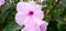 Behaya ipomoea carnea plant and flowers landscape