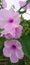 Behaya ipomoea carnea plant and flowers stock
