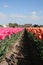 Beheaded Flower bulbs field as far as the eye can see, attracts many tourists.