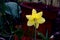 Behind a Daffodil Flower in Spring