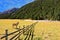 Behind the fence stands a rustic horse