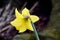 Behind Single Yellow Daffodil
