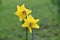 Behind Yellow Daffodil Pair