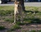 Beige adult stray dog on a city street