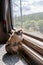 A beige American guinea pig stands near a window inside a traveling train in summer