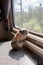 A beige American guinea pig stands near a window inside a traveling train in summer