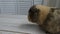 Beige American guinea pig washes on the table