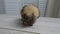 Beige American guinea pig washes on the table