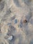 On the beige beach sand there are small stones and a fir cone.