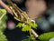 Beige black locust, on a green leaf, photographed close