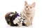 Beige british cat kitten and an old clay jug with flowers