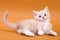 Beige British cat kitten on an orange
