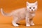 Beige British cat kitten on an orange