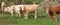 Beige and brown calves standing in the pasture ahead of stone fence