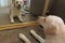 Beige Canine Dog lying in front of mirror looking at the mirror. Mirror Reflection dog smiling