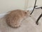 Beige cat on a beige rug against a beige wall.