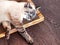 Beige cat sleeping on a cardboard scratcher