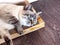 Beige cat sleeping on a cardboard scratcher