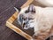 Beige cat sleeping on a cardboard scratcher