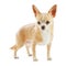 Beige chihuahua dog isolated on white background.