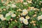 Beige chrysanthemums in gardening nursery. Chrysanthemums wallpaper. Natural bright blooming background.